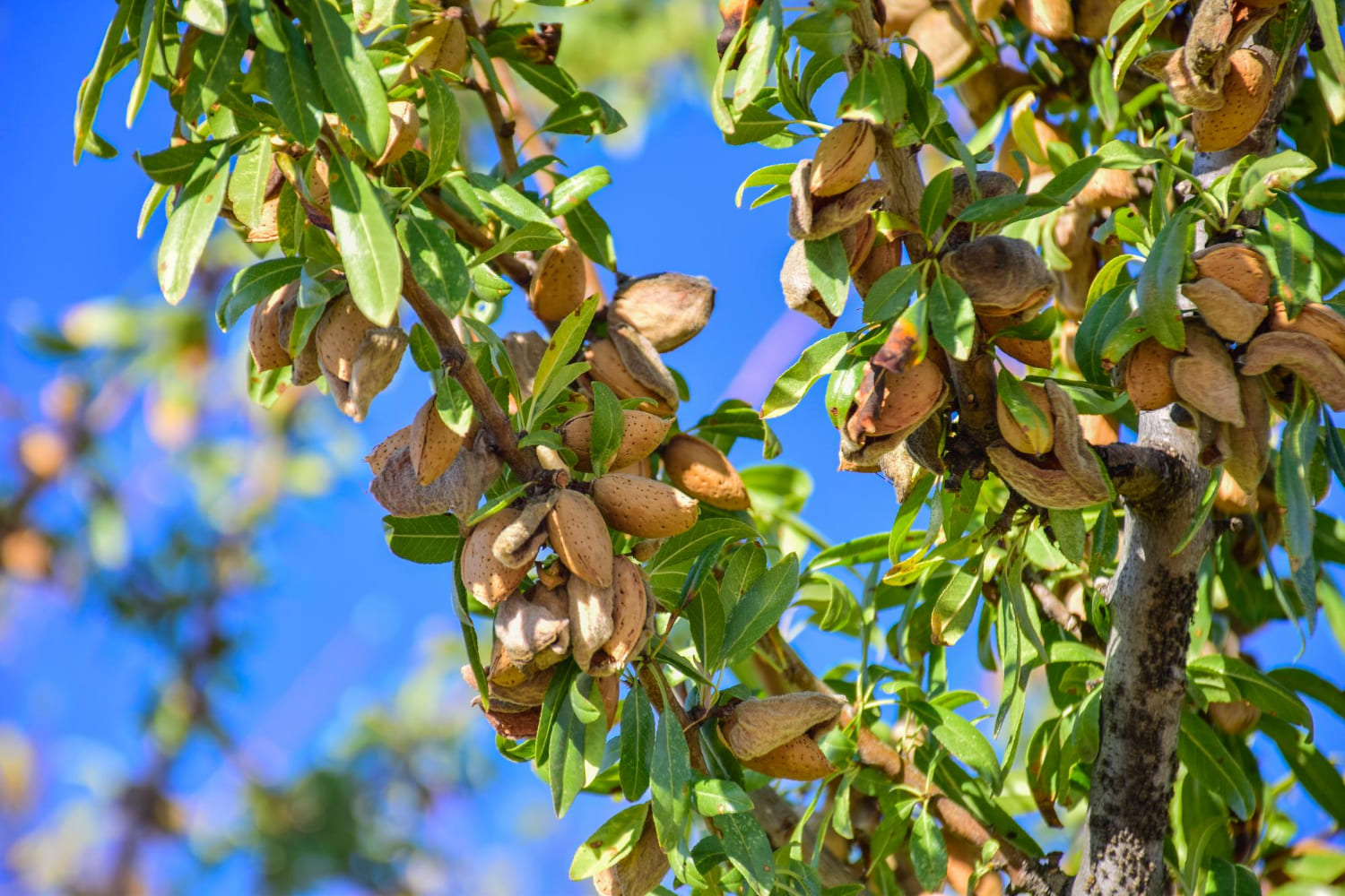 Almendra Marcona española, materia prima utilizada en los turrones artesanos de Jijona