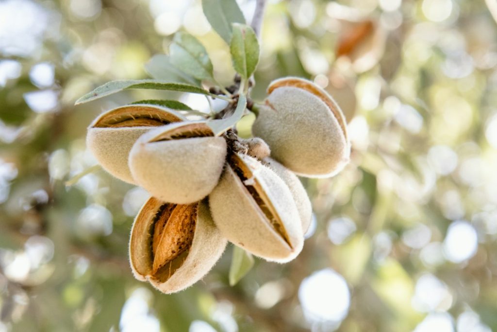 Almendras maduras en las ramas de un almendro antes de la cosecha, comparación agrícola entre almendro y pistachero