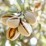 Almendras maduras en las ramas de un almendro antes de la cosecha, comparación agrícola entre almendro y pistachero