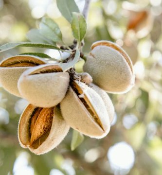 Almendras maduras en las ramas de un almendro antes de la cosecha, comparación agrícola entre almendro y pistachero