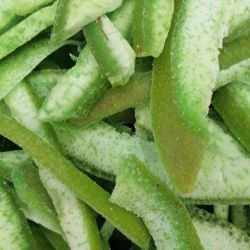 pomelo-verde-deshidratado
